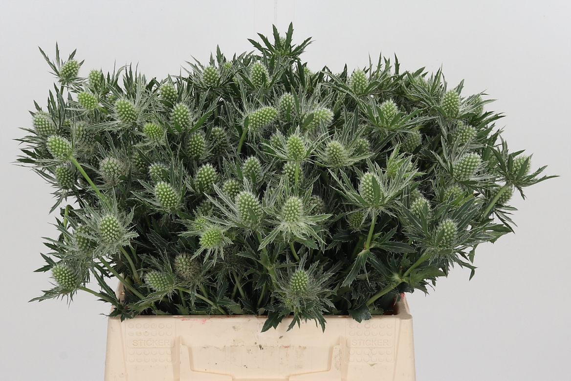 Eryngium Sirius Questar 40cm