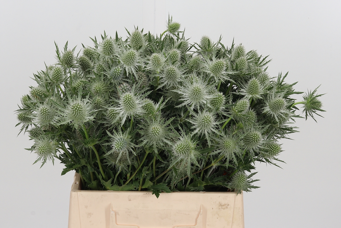 Eryngium Alpinum Gemini Questar 40cm
