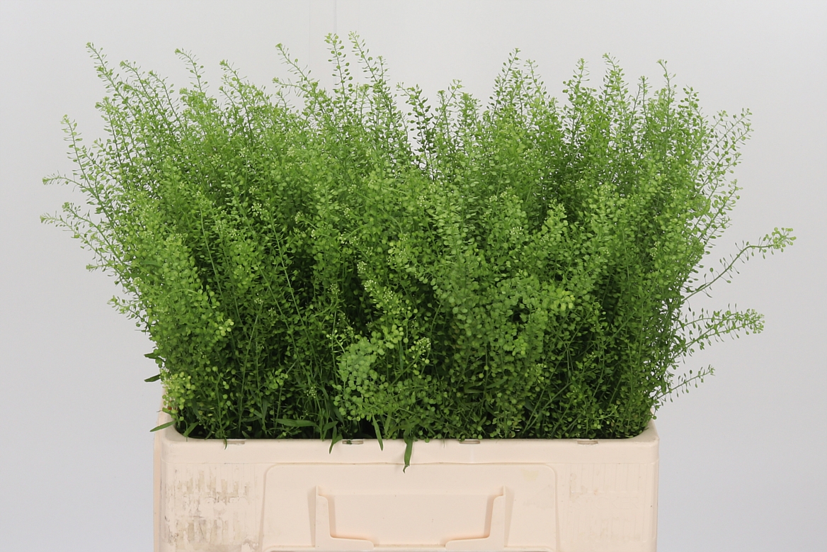 Lepidium Ruderale Green Bell 55cm 5gr.