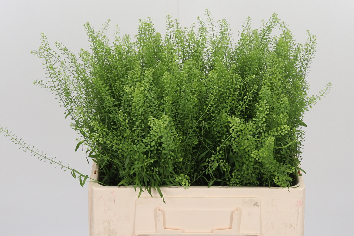 Lepidium Ruderale Green Bell 55cm 5gr.