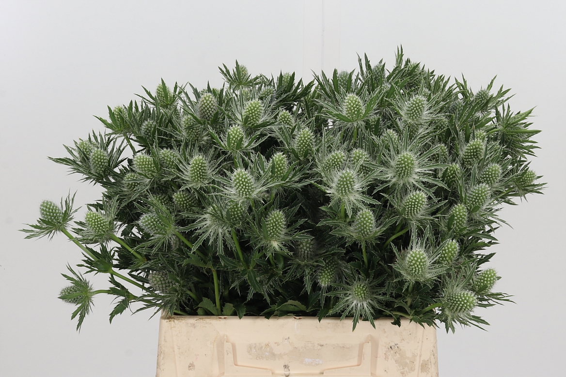 Eryngium Sirius Questar 40cm