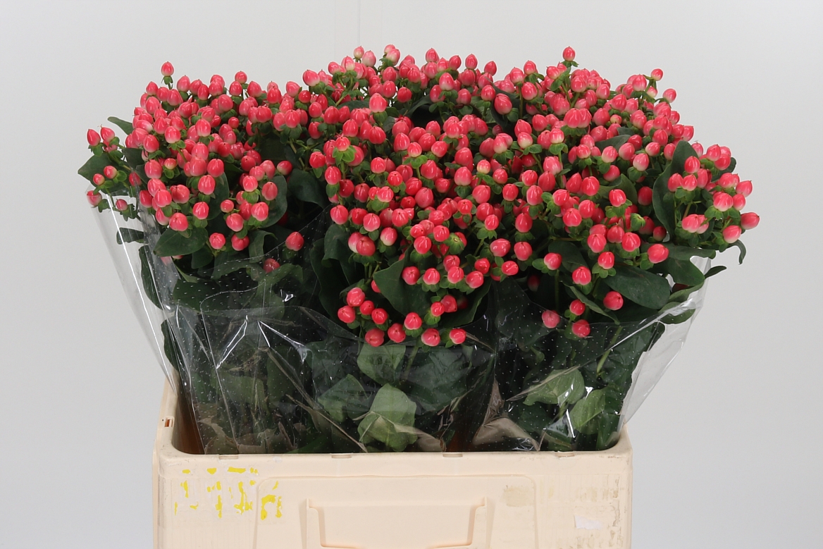 Hypericum Sisu Flirt 60cm