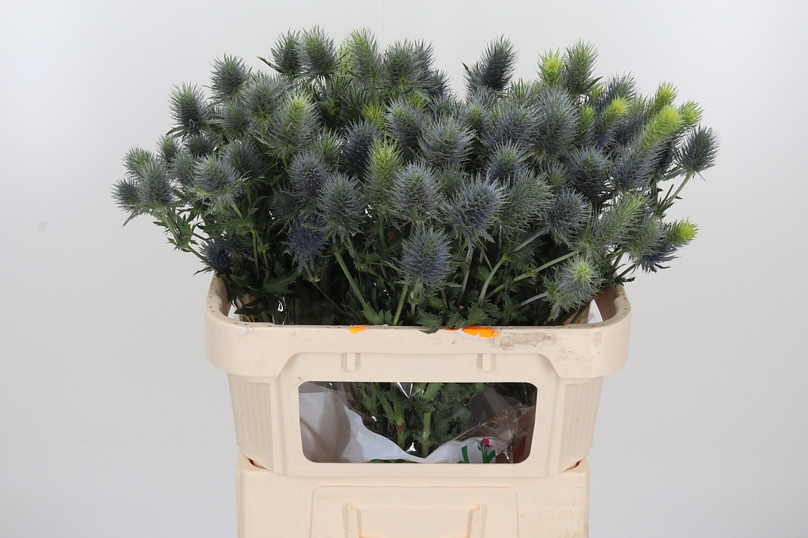 Eryngium Alpinum Pacific Blue Sky 70cm