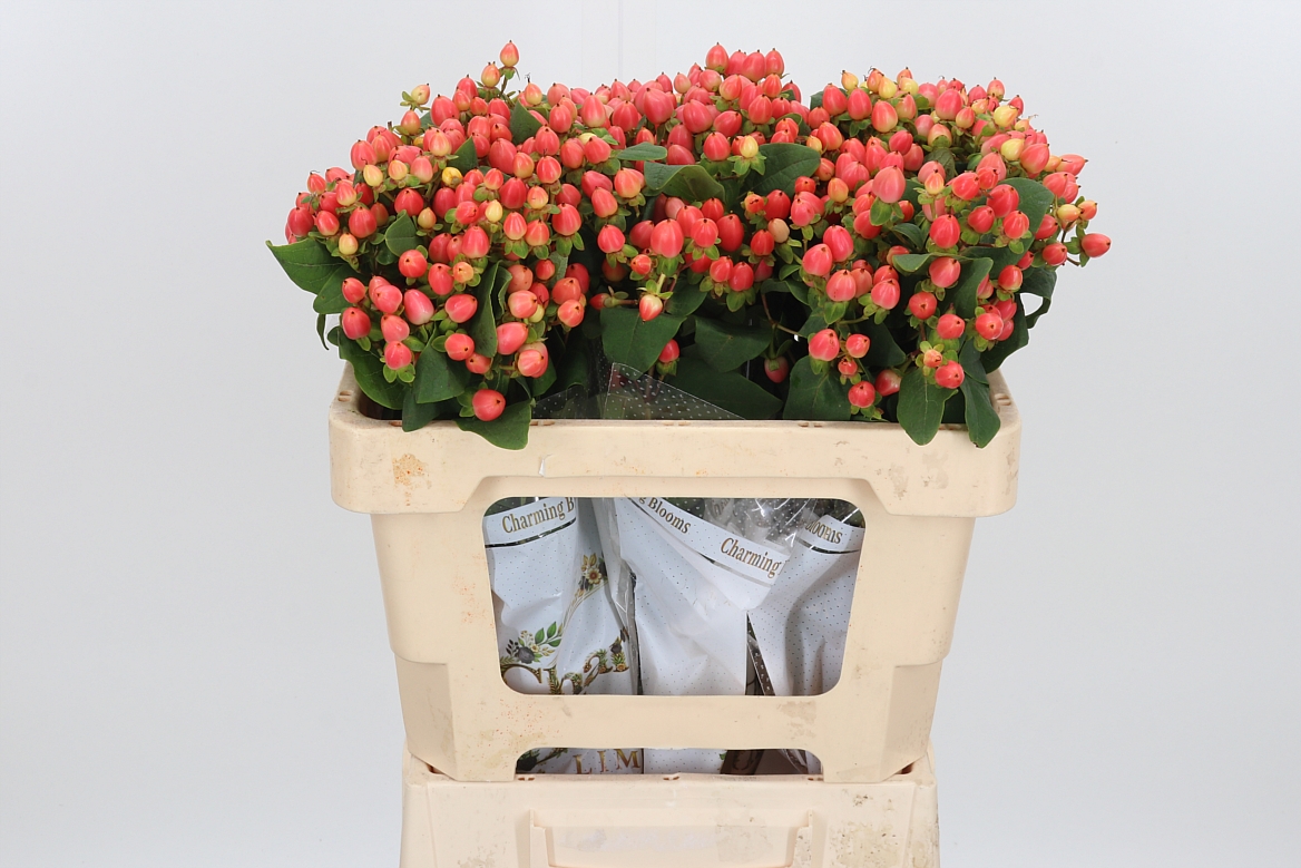 Hypericum Magical Royal Princess 50cm