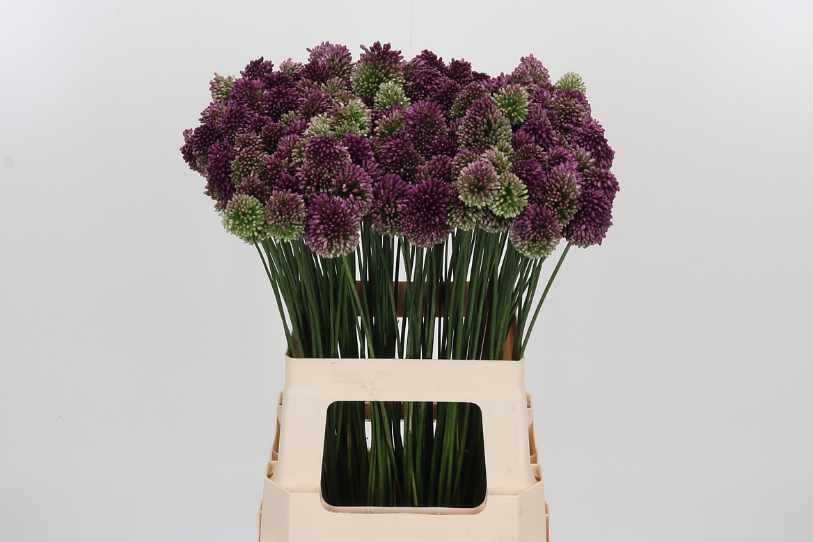 Allium Sphaerocephal 65cm