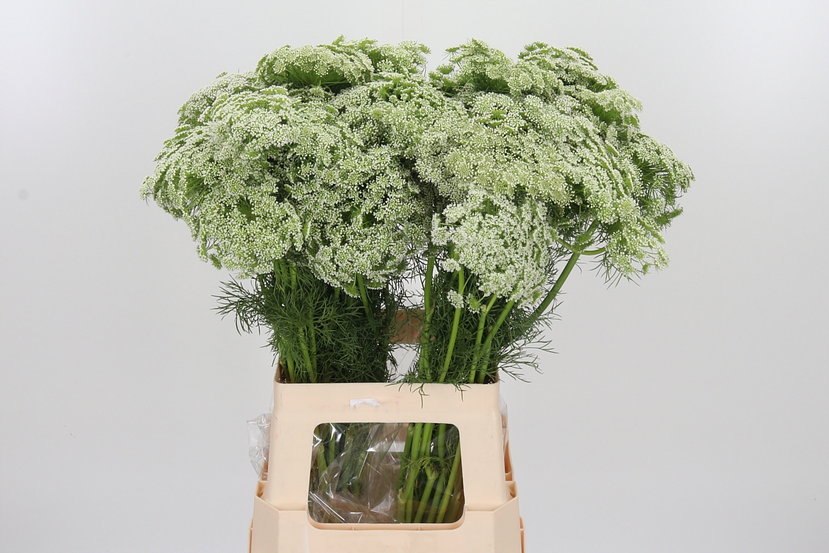 Ammi Visnaga Casablanca 70cm