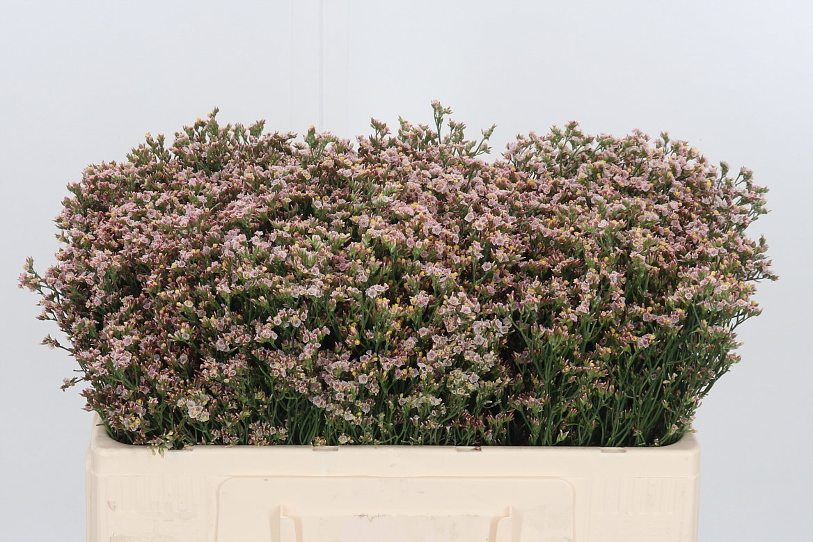 Limonium Sinense Sensy Nectarine 50cm 10gr.