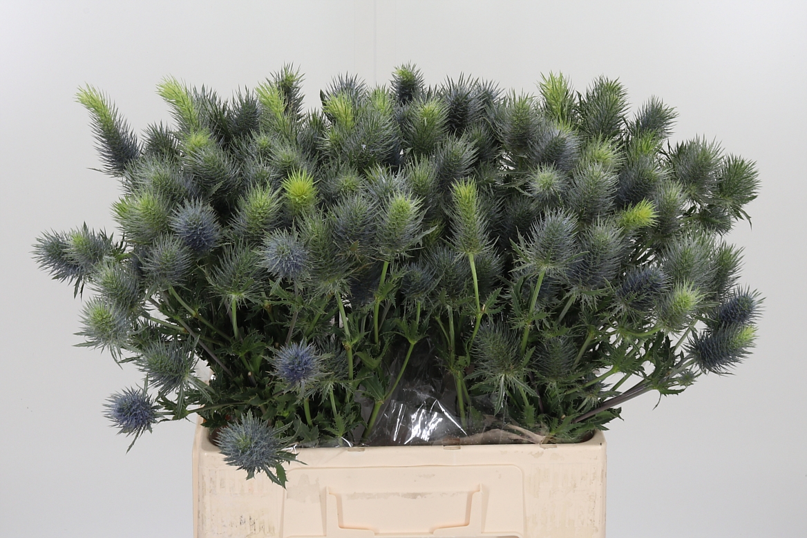 Eryngium Alpinum Pacific Blue Sky 60cm
