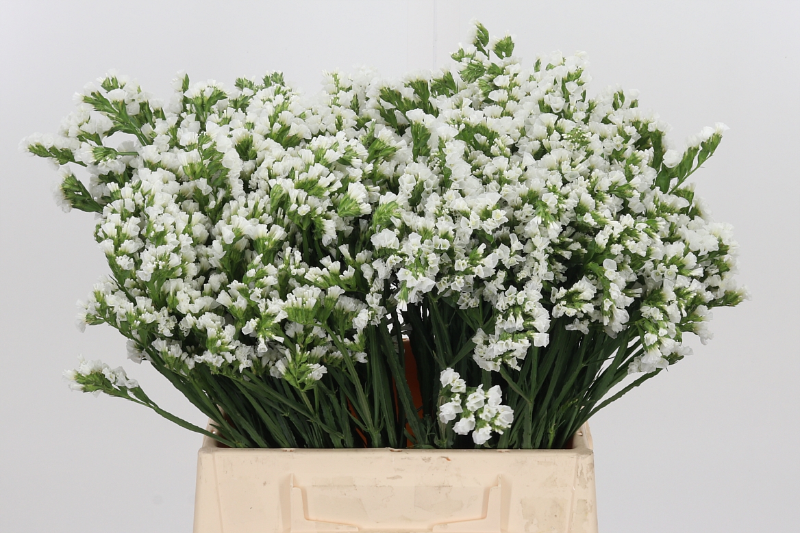 Limonium Sinuatum Olga White 40cm 75gr.