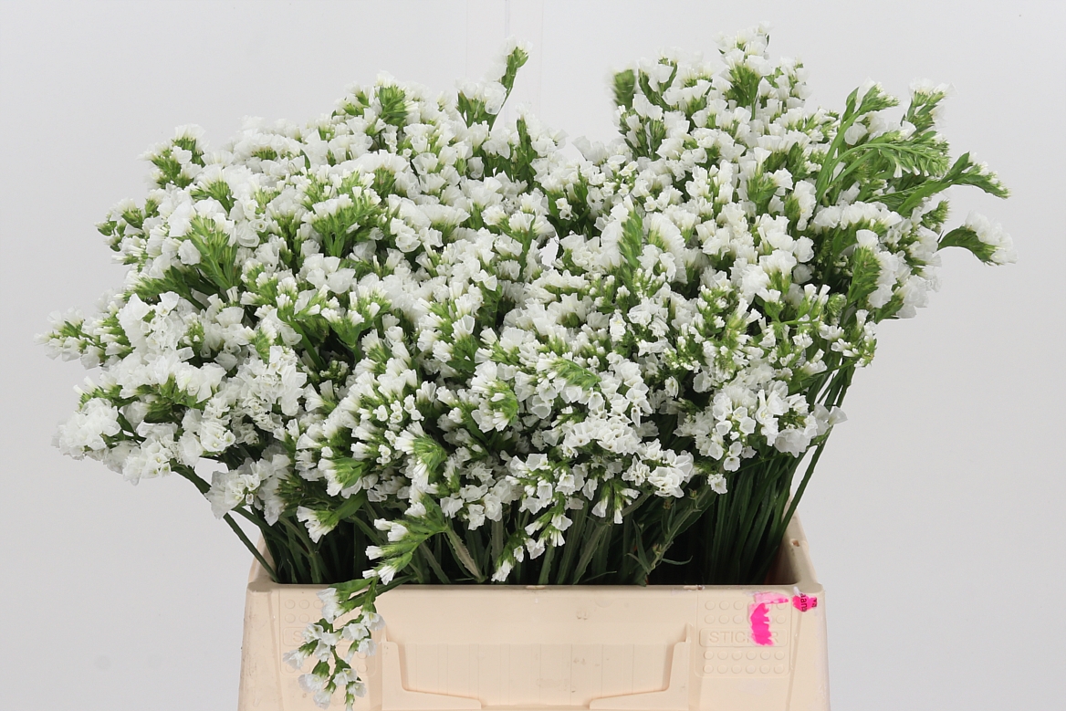 Limonium Sinuatum Olga White 40cm 75gr.