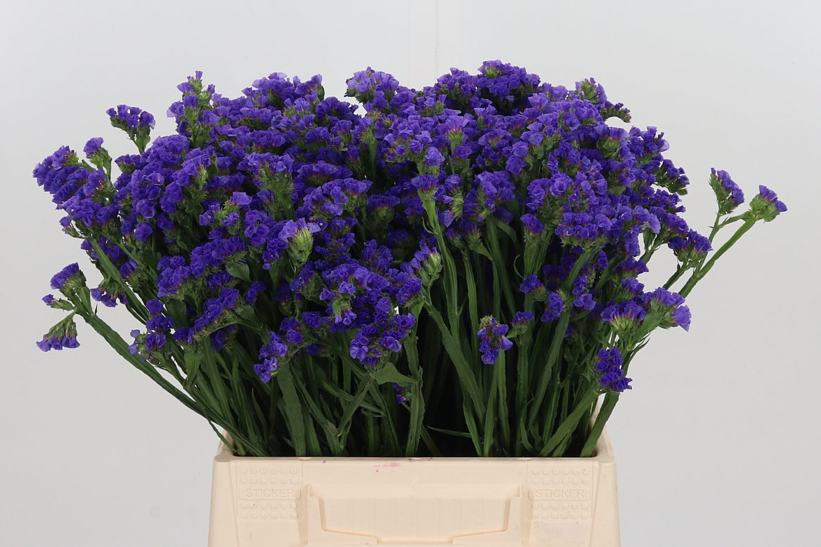 Limonium Sinuatum Crystal Dark Blue 40cm
