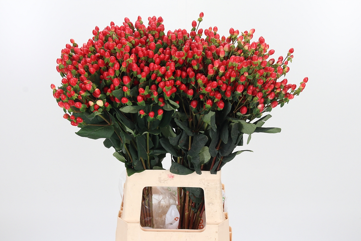 Hypericum Go Top 70cm