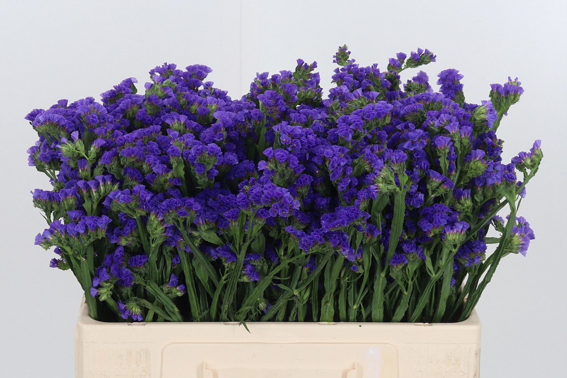 Limonium Sinuatum Crystal Dark Blue 50cm