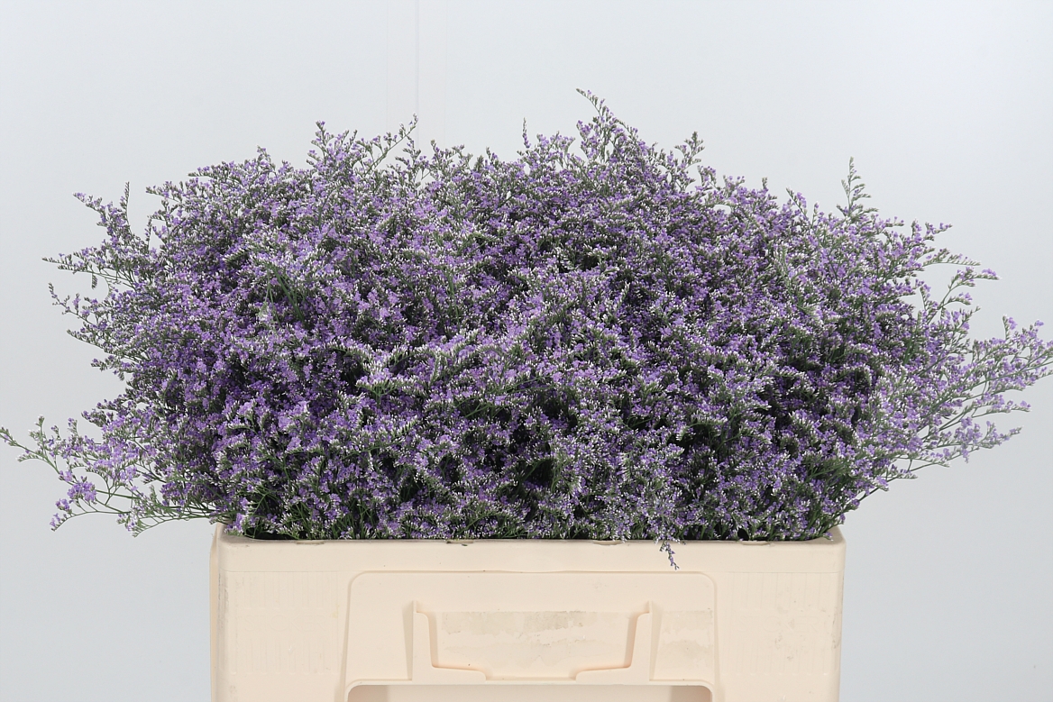 Limonium Piuma Dark Blue 50cm
