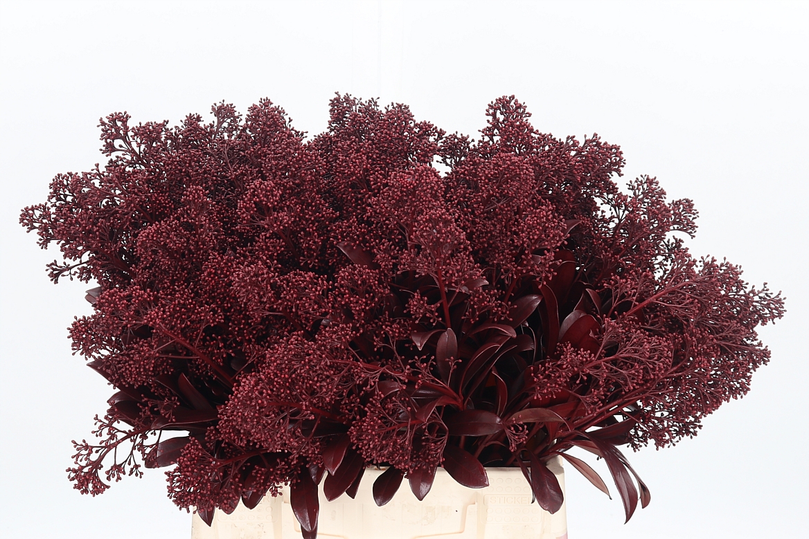 Skimmia Painted Bordeaux Per Bunch 45cm