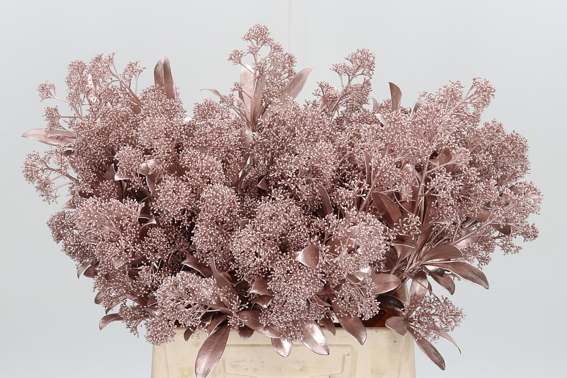 Skimmia Painted Champagne Per Bunch 45cm