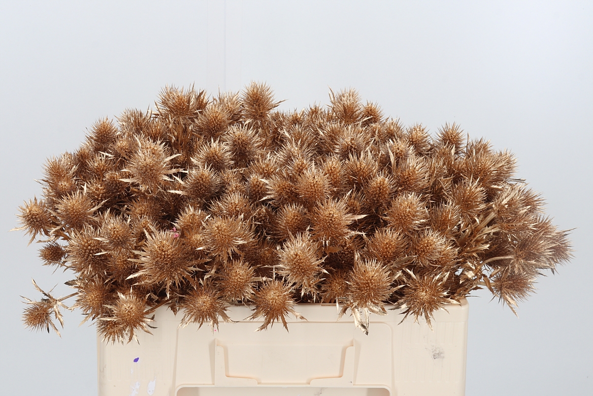 Eryngium Painted Supernova Antique Gold 50cm
