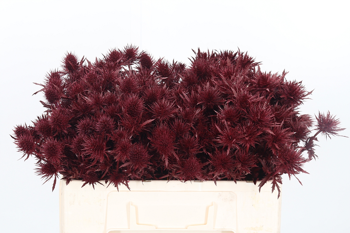 Eryngium Painted Supernova Bordeaux 50cm