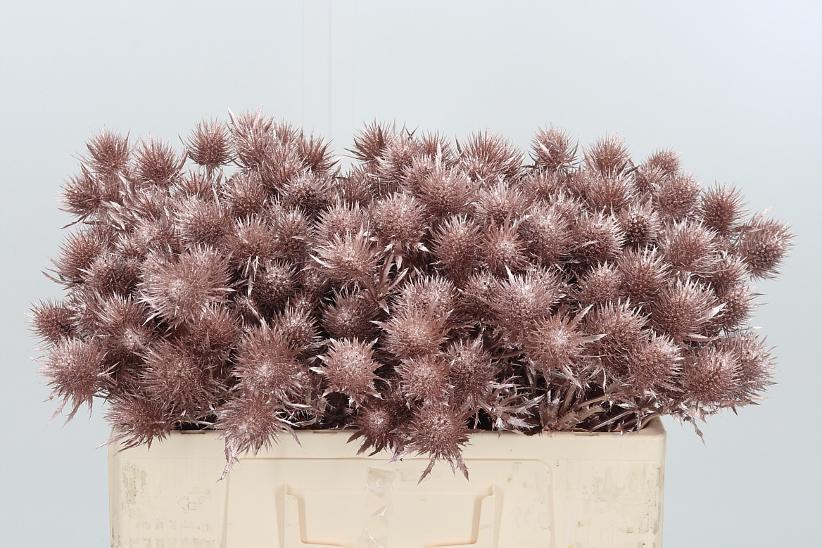 Eryngium Painted Supernova Champagne 50cm