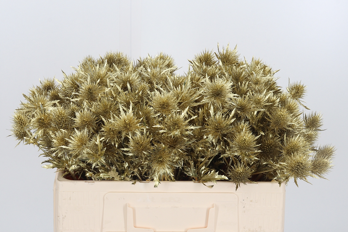 Eryngium Painted Supernova Gold 50cm