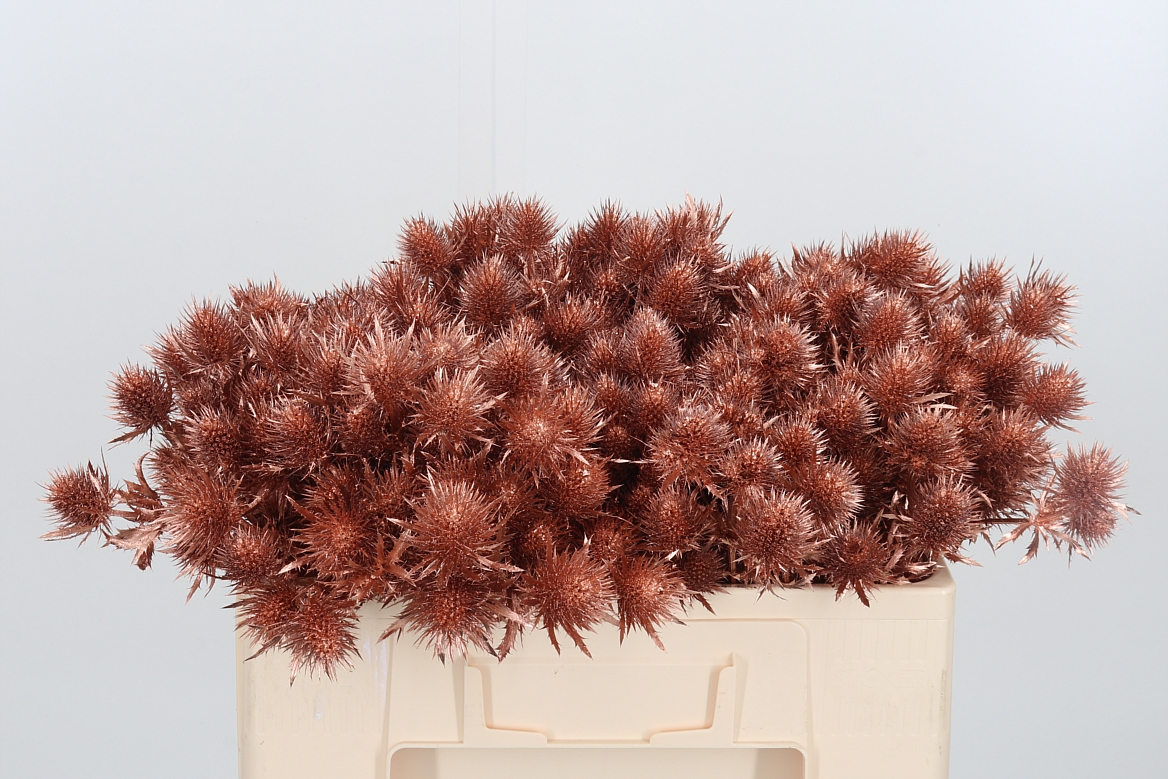 Eryngium Painted Supernova Copper 50cm
