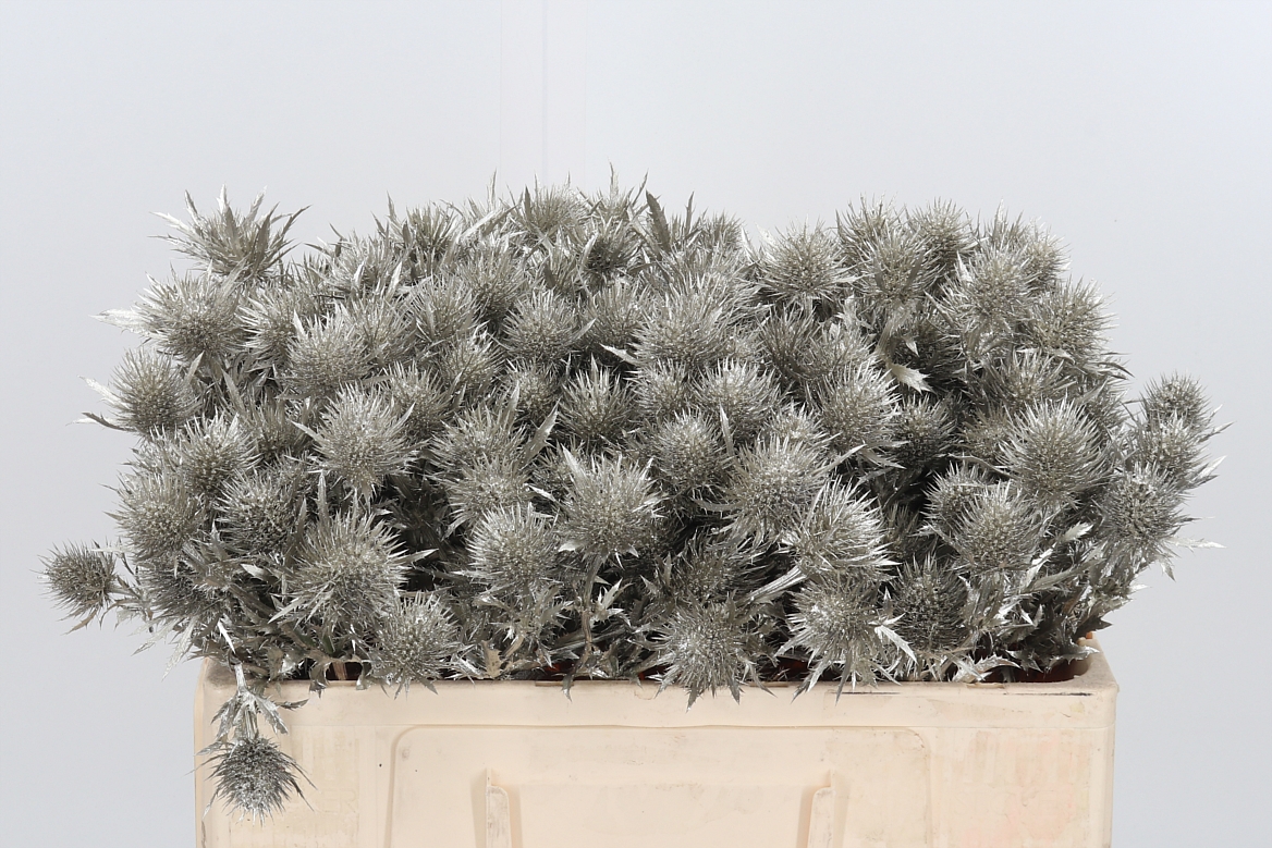 Eryngium Painted Supernova Platinum 50cm