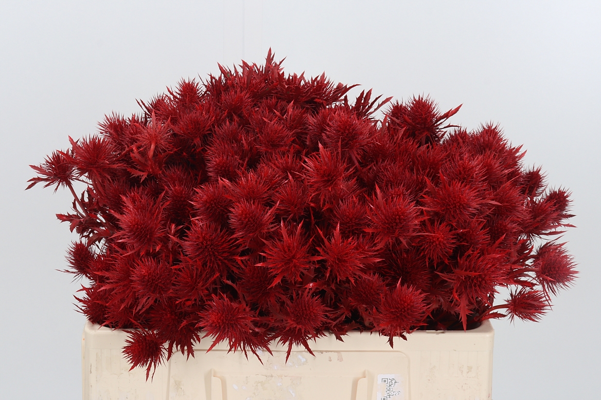 Eryngium Painted Supernova Red 50cm
