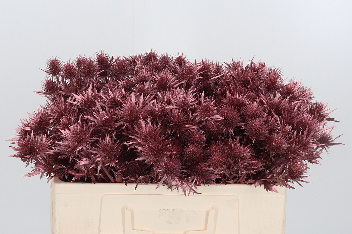 Eryngium Painted Supernova Rose Gold 50cm