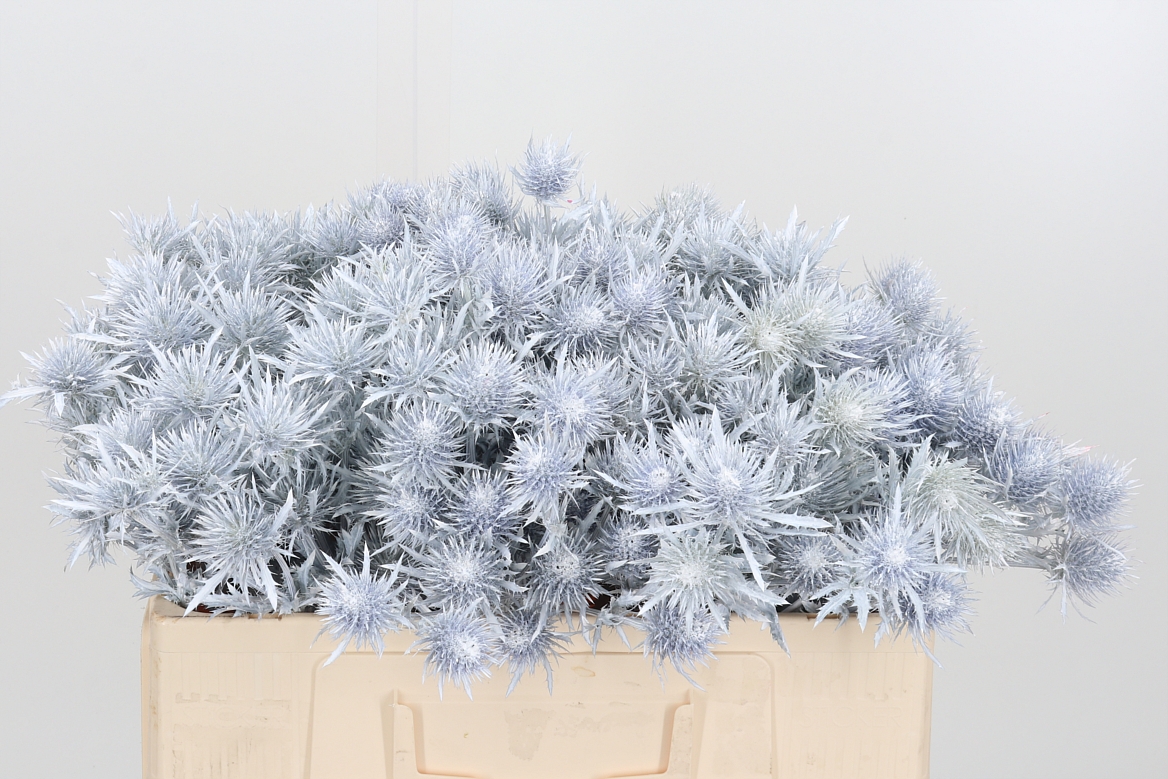 Eryngium Painted Supernova White 50cm