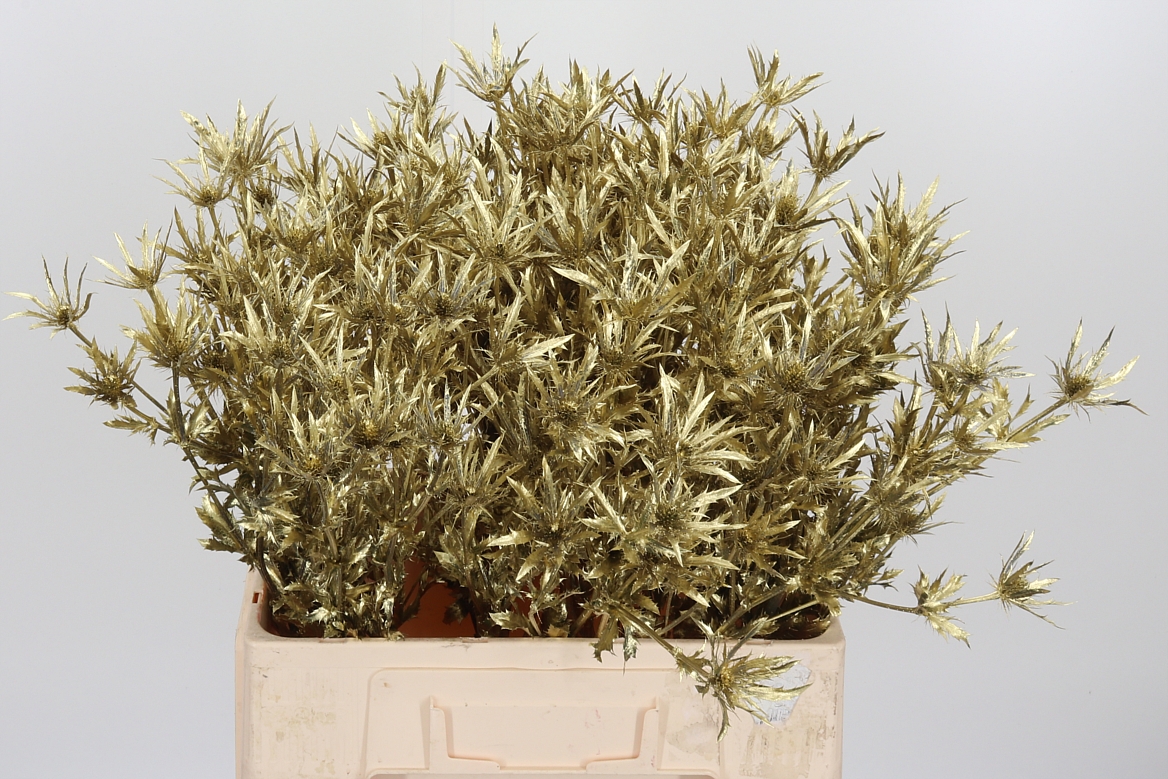 Eryngium Painted Orion Gold 60cm