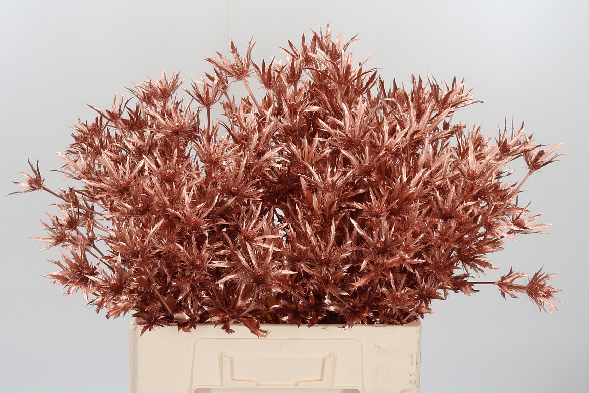 Eryngium Painted Orion Copper 60cm