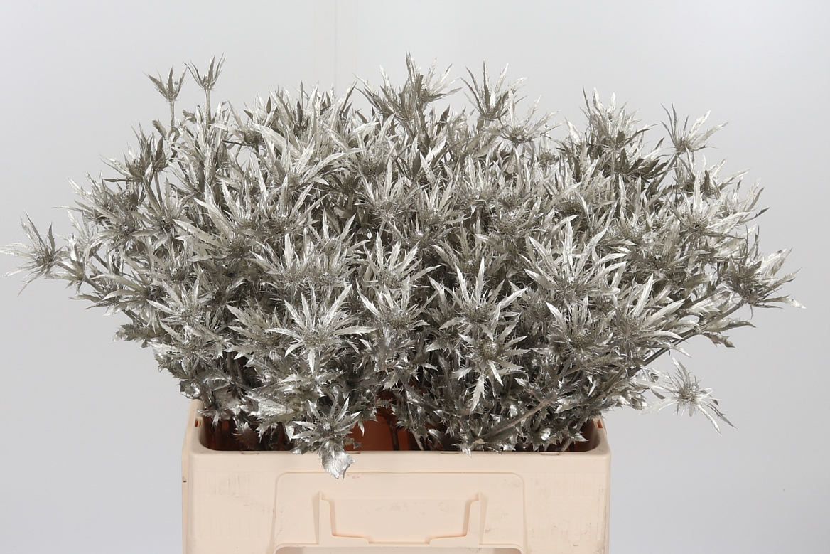 Eryngium Painted Orion Platinum 60cm