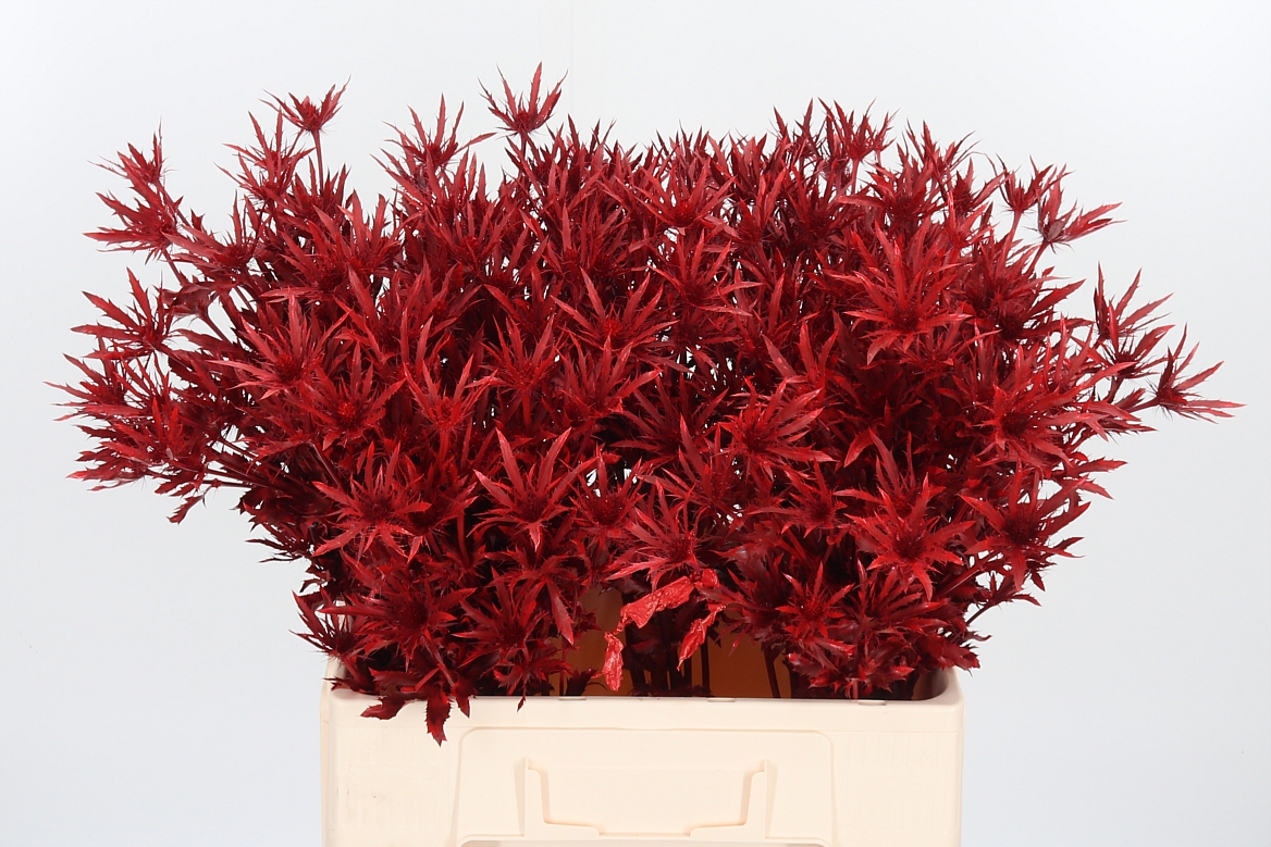 Eryngium Painted Orion Red 60cm