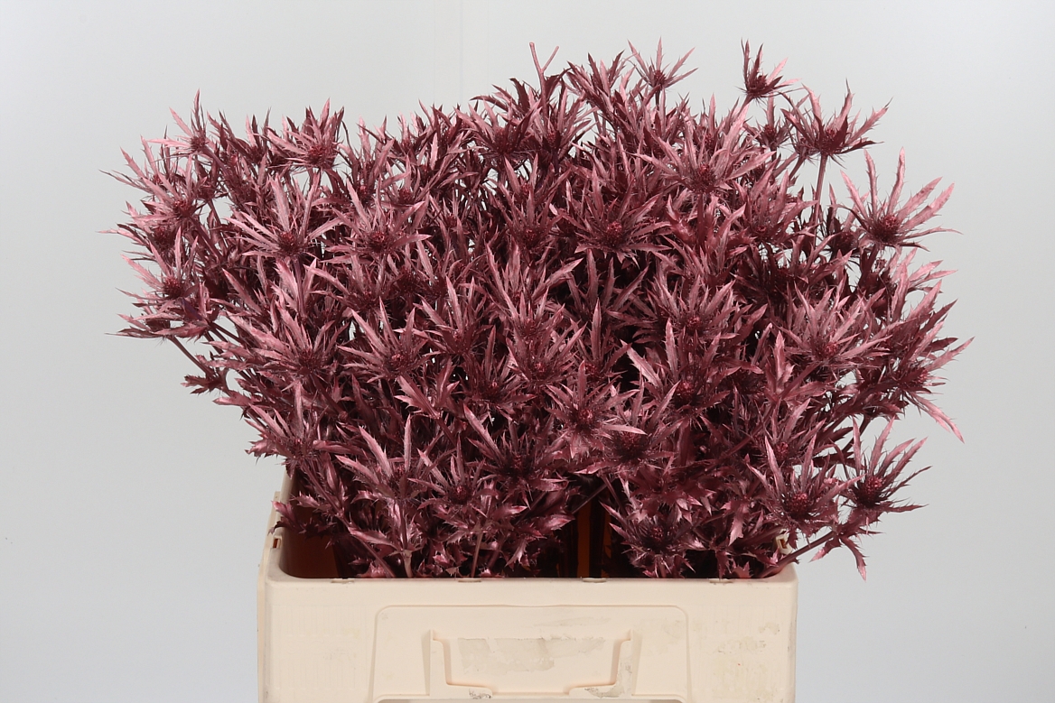 Eryngium Painted Orion Rose Gold 60cm