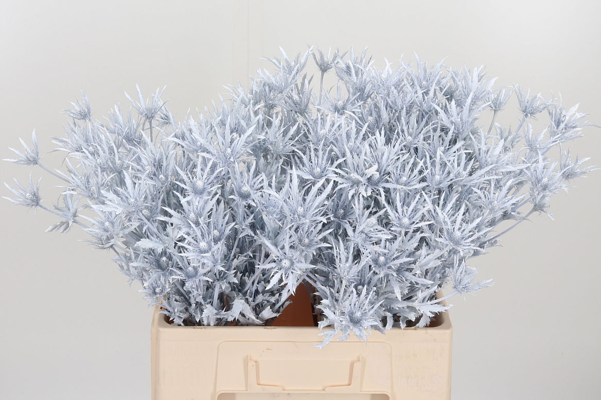 Eryngium Painted Supernova White 60cm