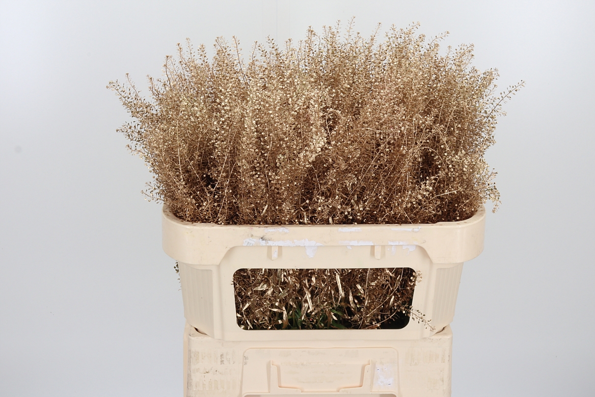 Lepidium Painted Antique Gold 70cm 15gr.