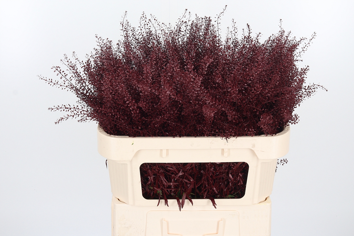 Lepidium Painted Bordeaux 70cm 15gr.