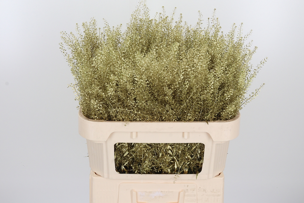 Lepidium Painted Gold 70cm 15gr.