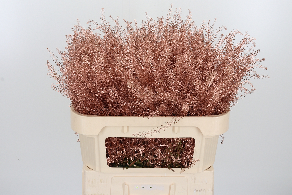 Lepidium Painted Copper 70cm 15gr.
