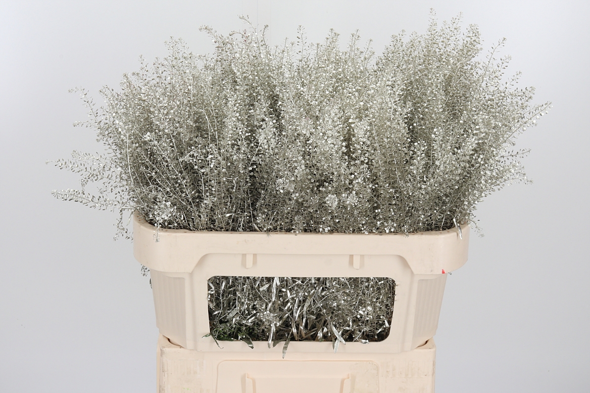 Lepidium Painted Platinum 70cm 15gr.