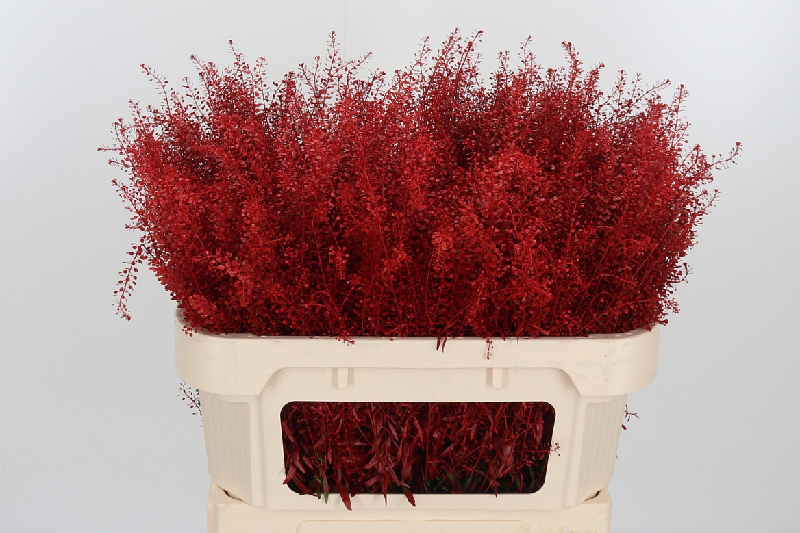 Lepidium Painted Red 70cm 15gr.