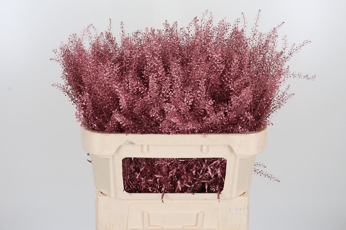Lepidium Painted Rose Gold 70cm 15gr.