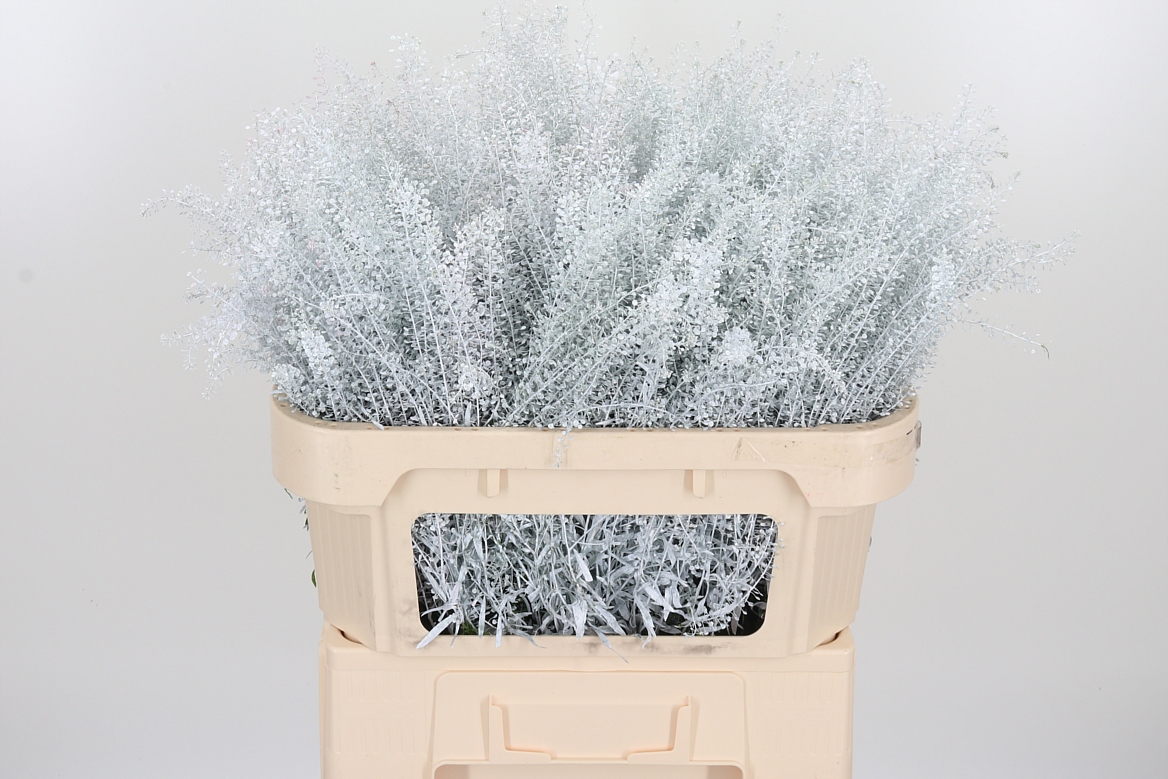 Lepidium Painted White 70cm 15gr.