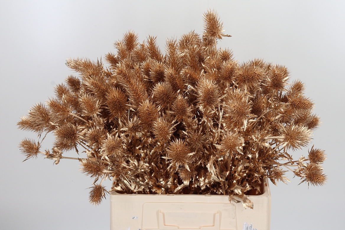 Eryngium Painted Supernova Antique Gold 60cm