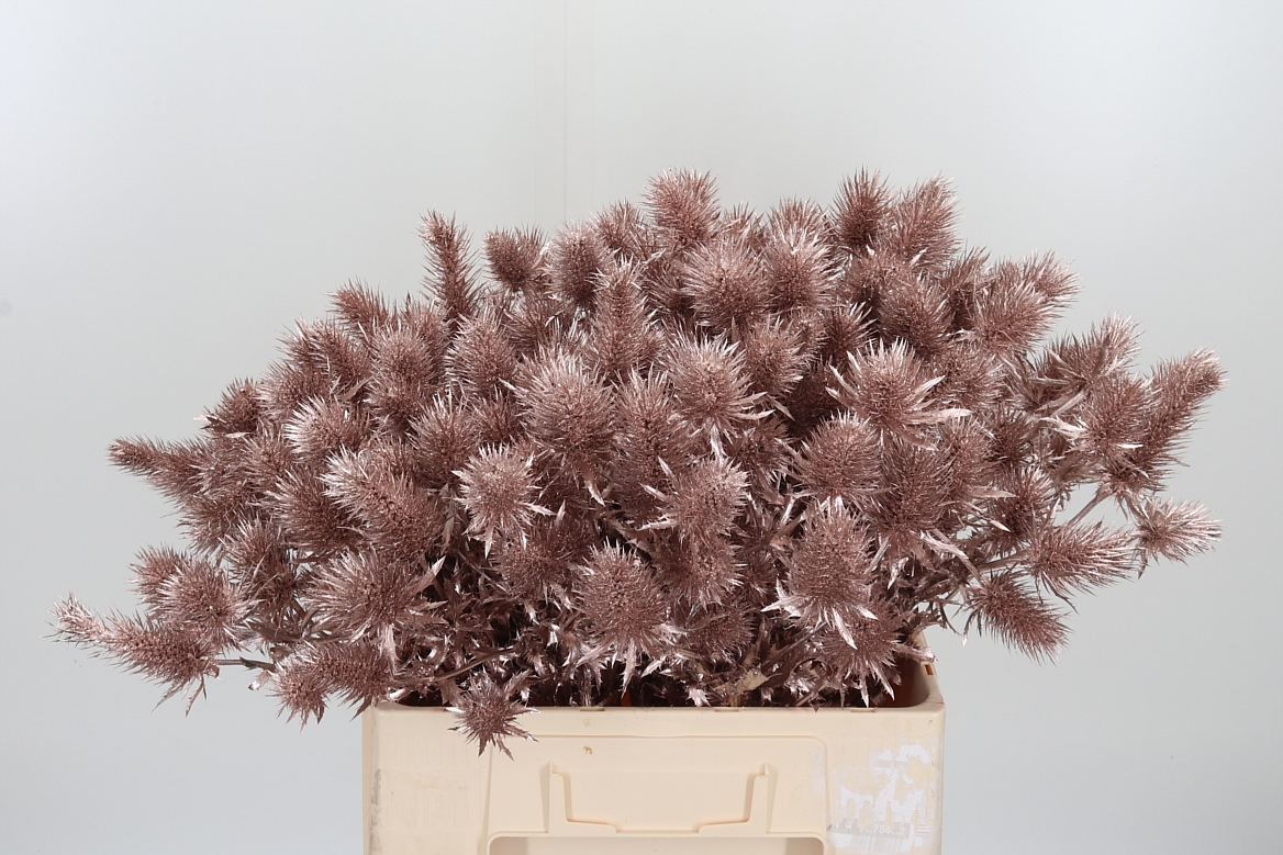 Eryngium Painted Supernova Champagne 60cm