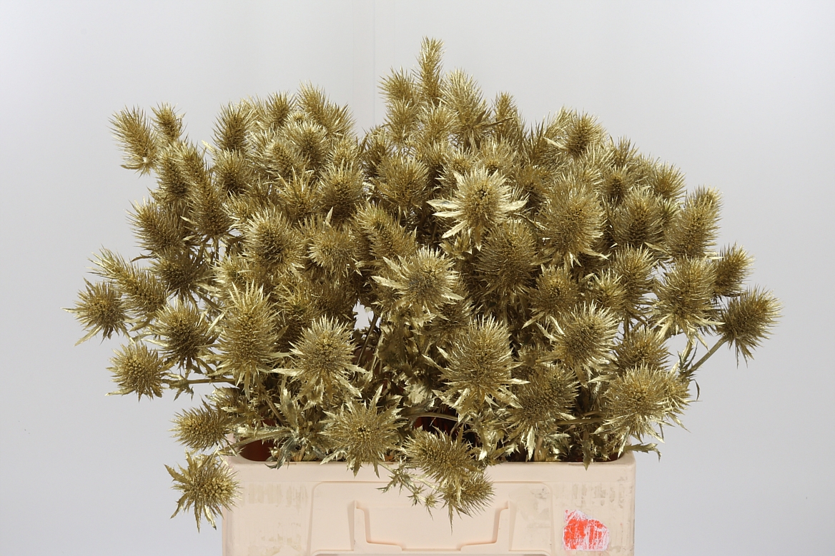 Eryngium Painted Supernova Gold 60cm