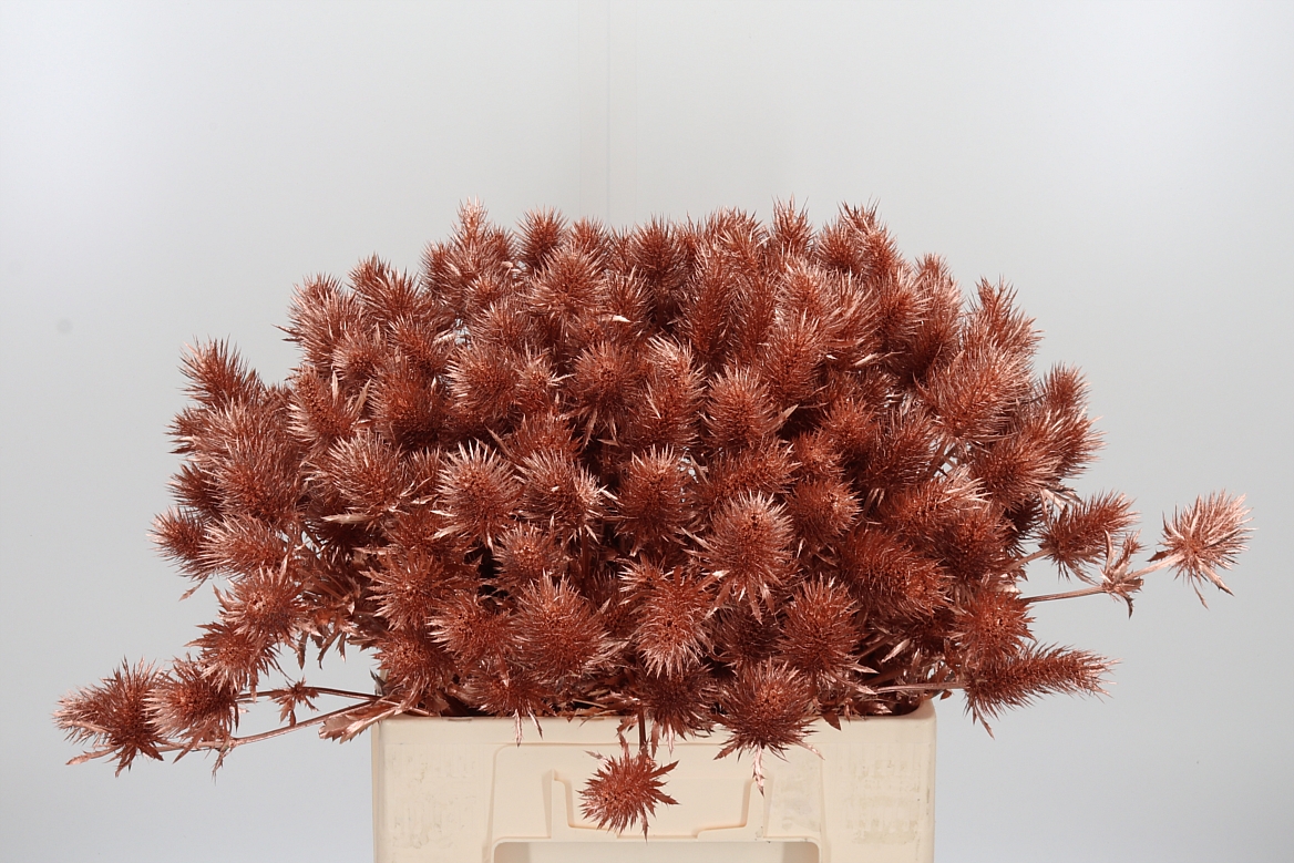 Eryngium Painted Supernova Copper 60cm