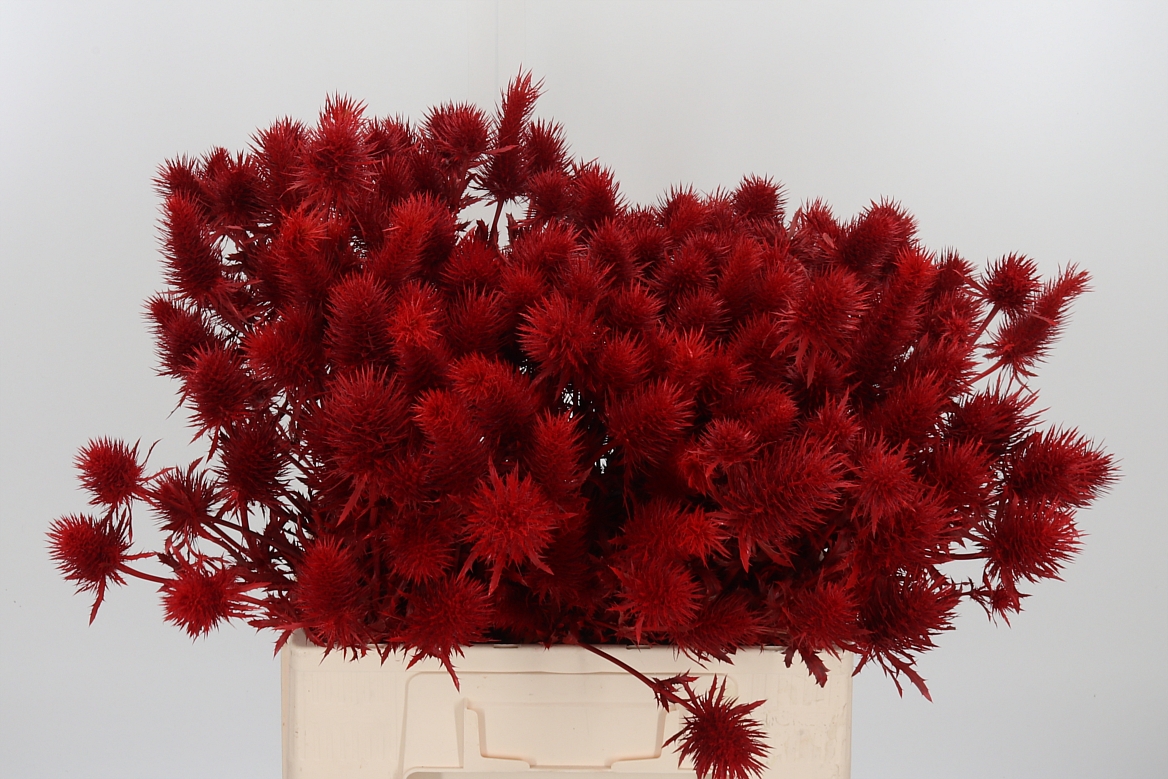 Eryngium Painted Supernova Red 60cm