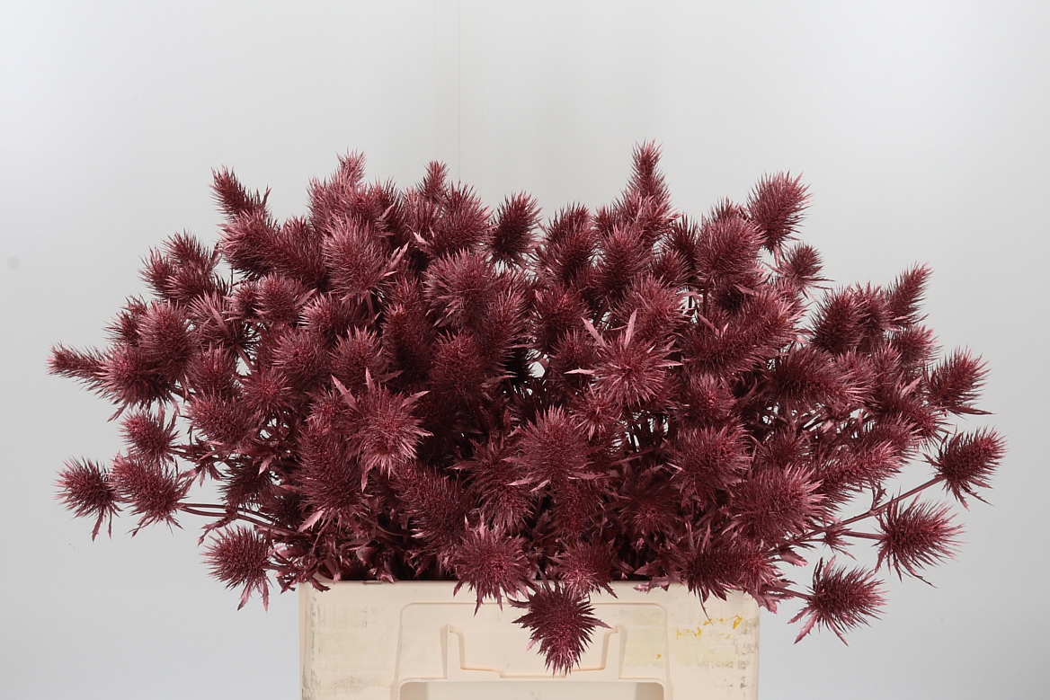 Eryngium Painted Supernova Rose Gold 60cm