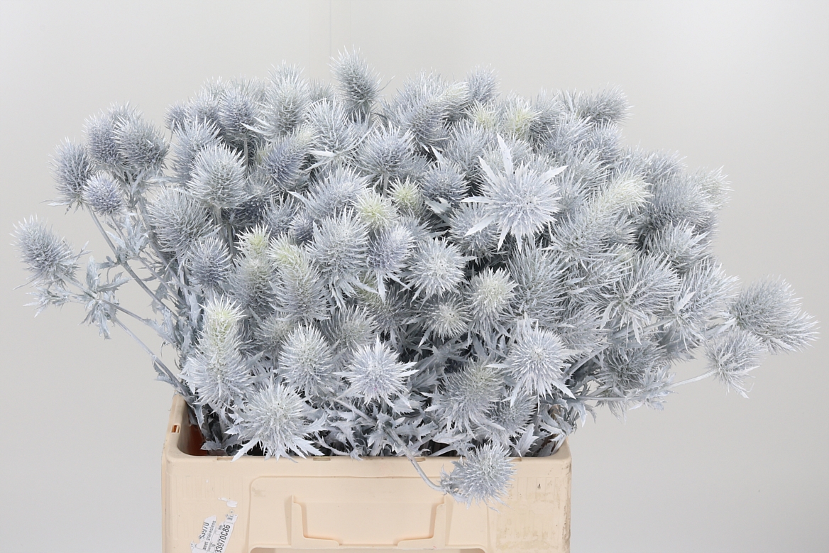 Eryngium Painted Supernova White 60cm